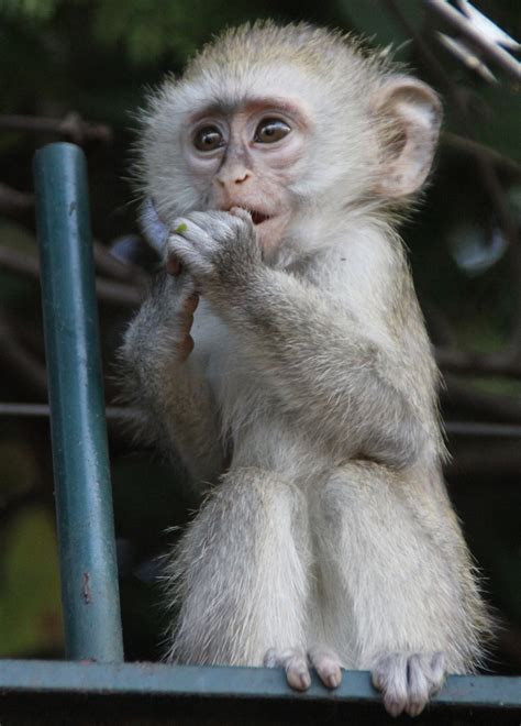 exotic zimbabwe|zimbabwe monkeys.